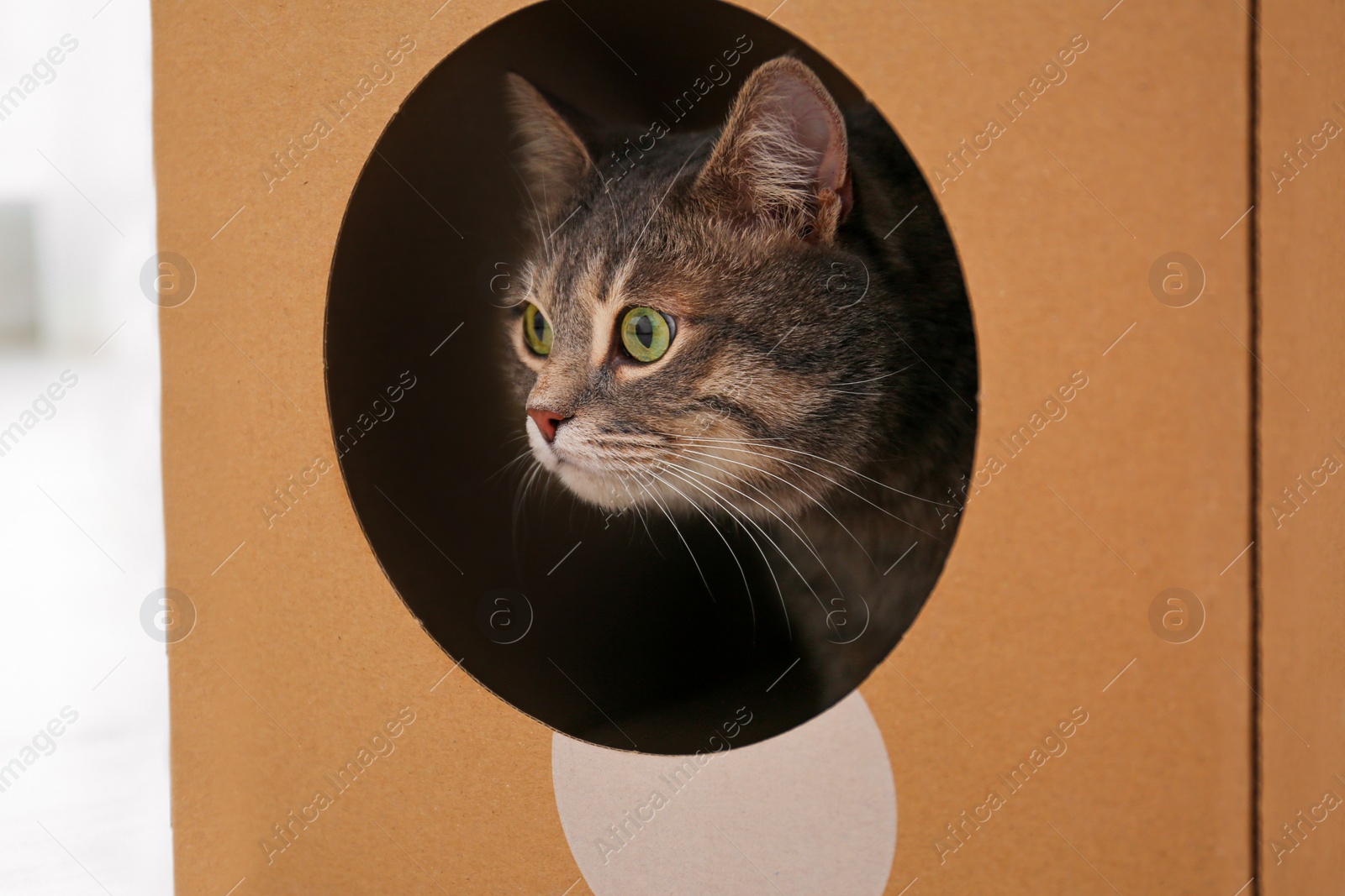 Photo of Cute gray tabby cat inside cardboard box in room. Lovely pet