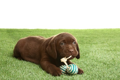 Photo of Chocolate Labrador Retriever puppy playing with toy on green grass against white background