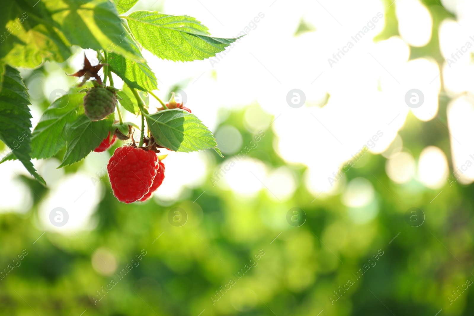 Photo of Raspberry bush with tasty ripe berries in garden, closeup