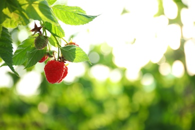 Photo of Raspberry bush with tasty ripe berries in garden, closeup