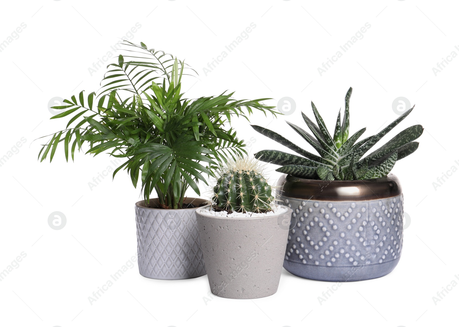 Photo of Different house plants in pots isolated on white