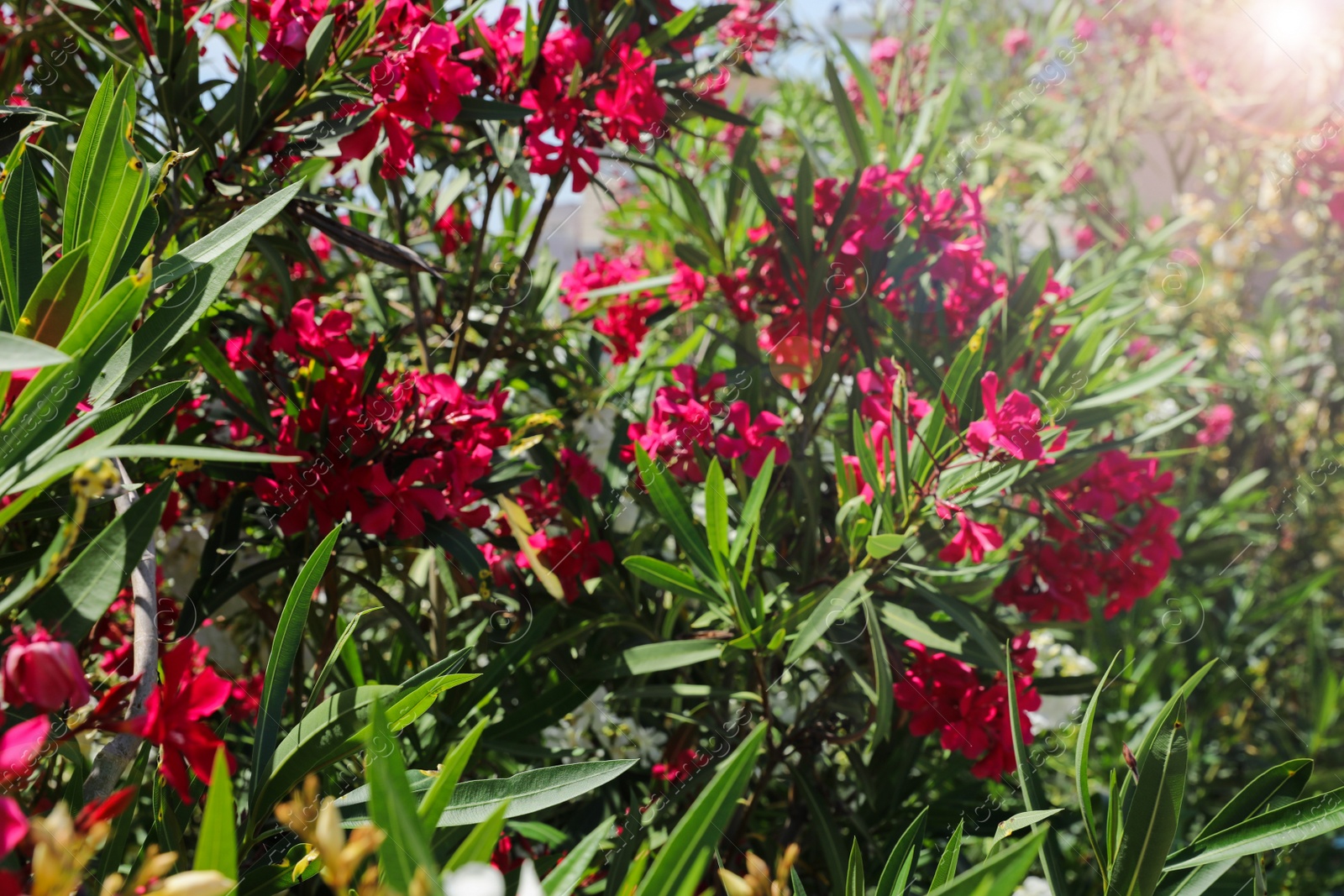 Photo of Beautiful blooming bushes outdoors on sunny day