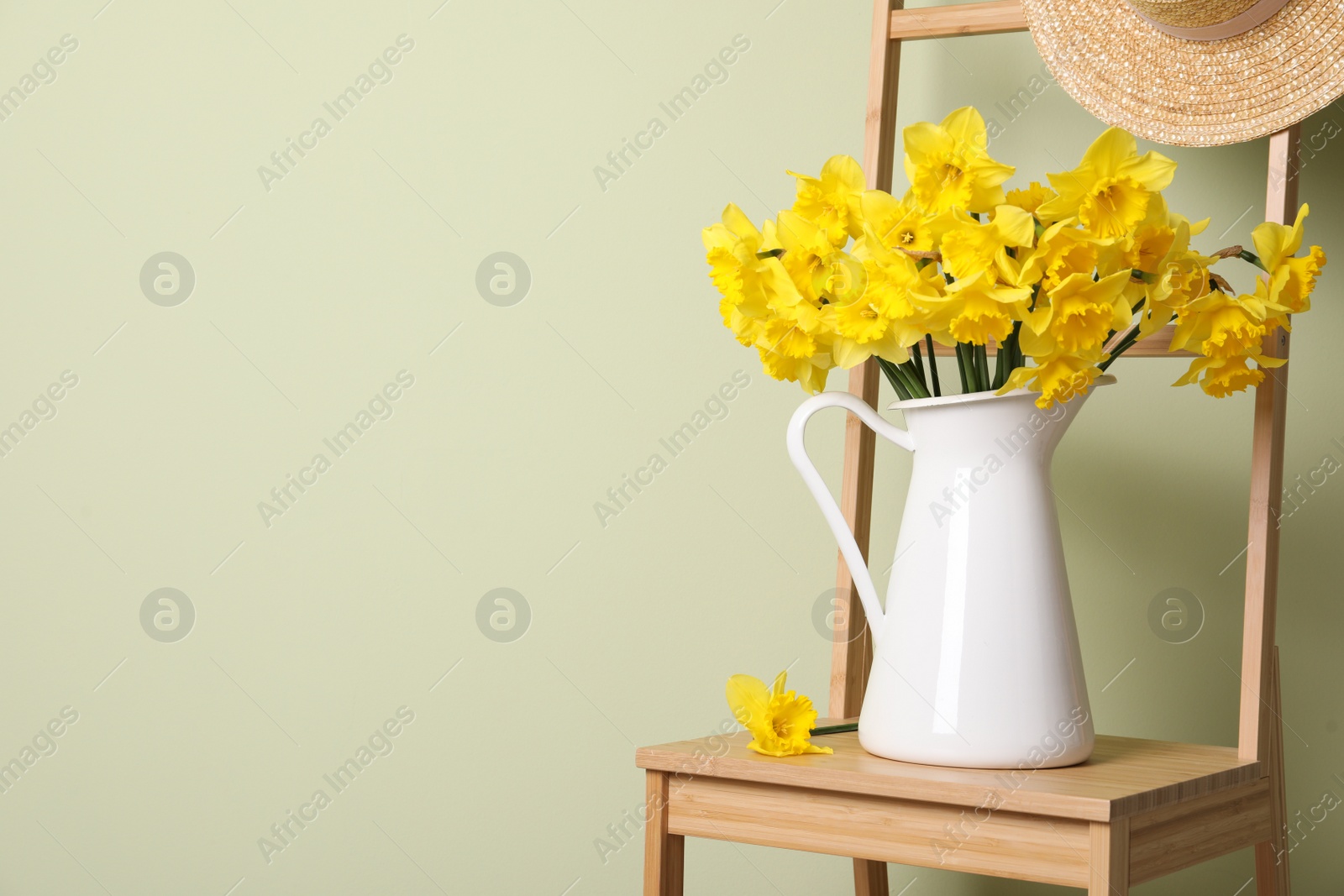 Photo of Jug with beautiful daffodils on wooden chair near light green wall, space for text