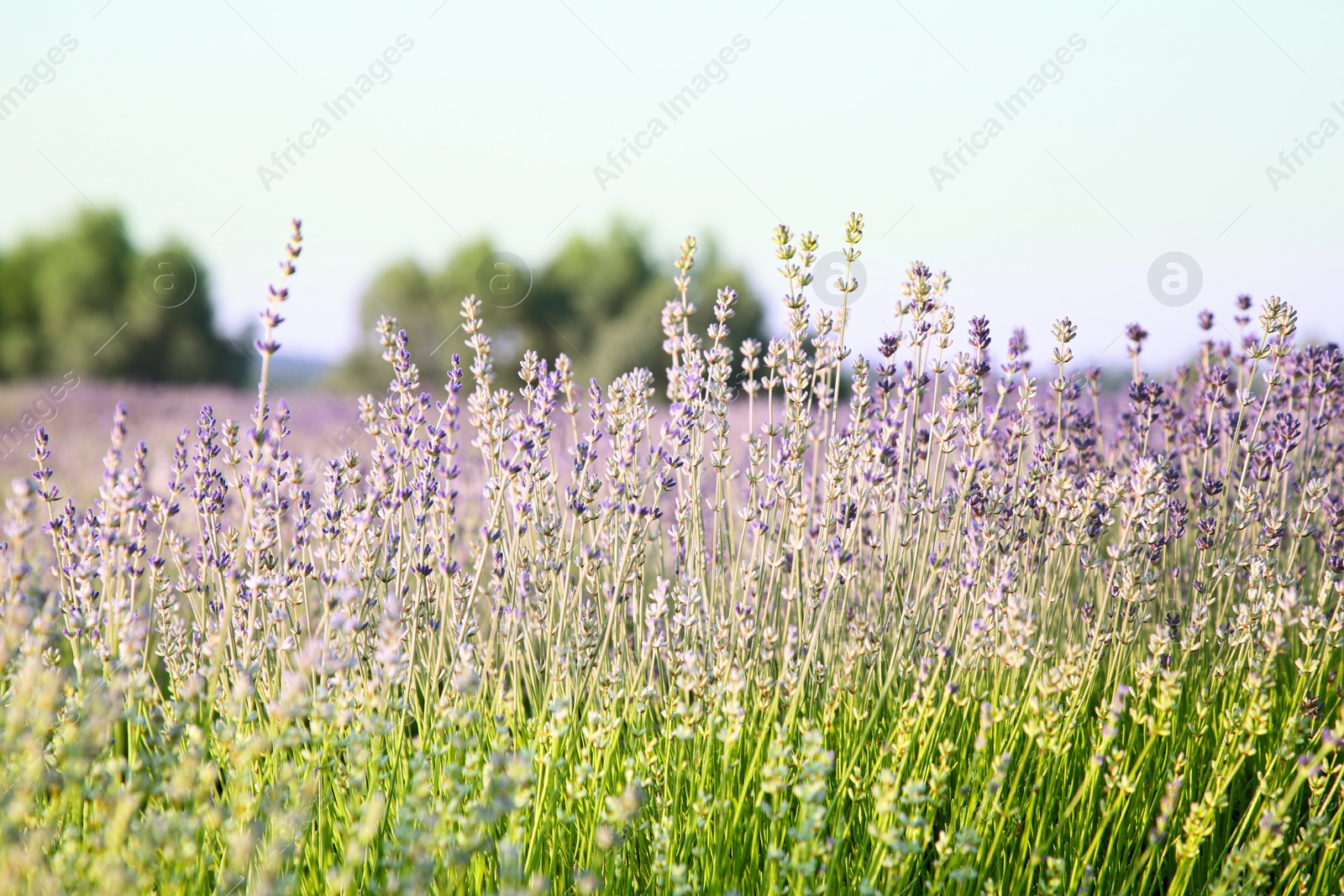 Photo of Beautiful view of blooming lavender growing in field