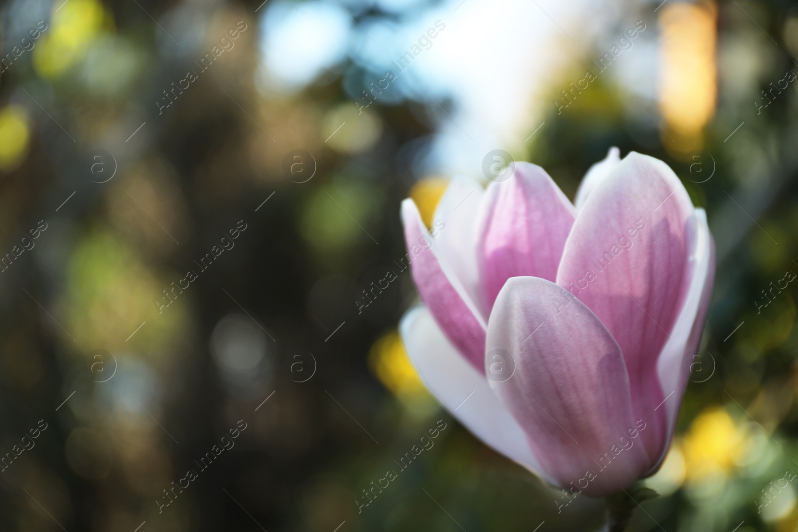 Photo of Magnolia tree with beautiful flowers outdoors, closeup. Amazing spring blossom