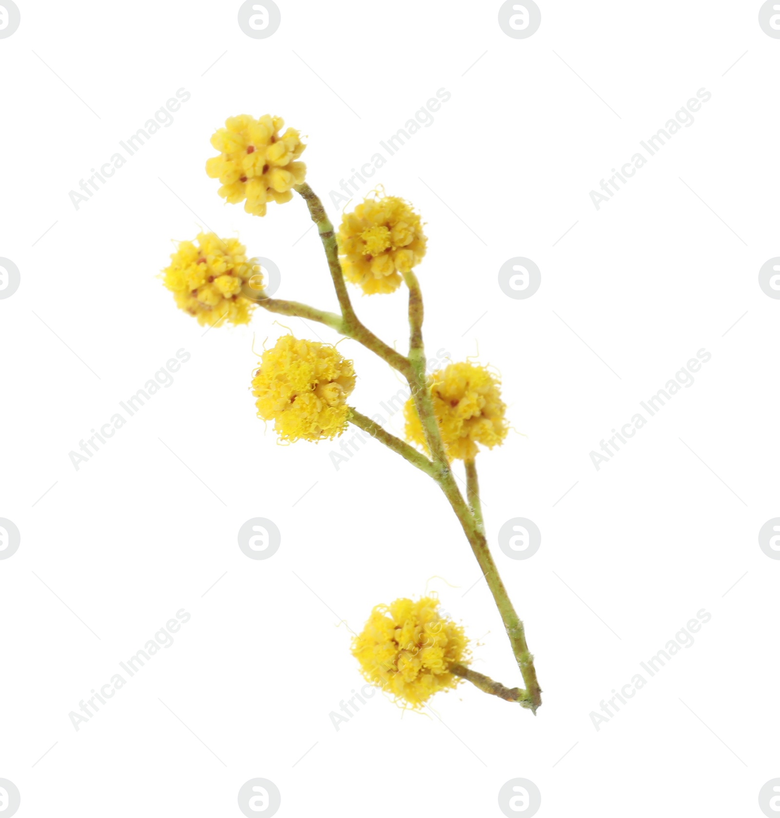 Photo of Beautiful yellow mimosa flowers on white background