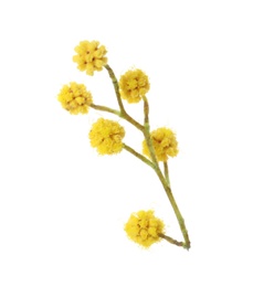 Photo of Beautiful yellow mimosa flowers on white background