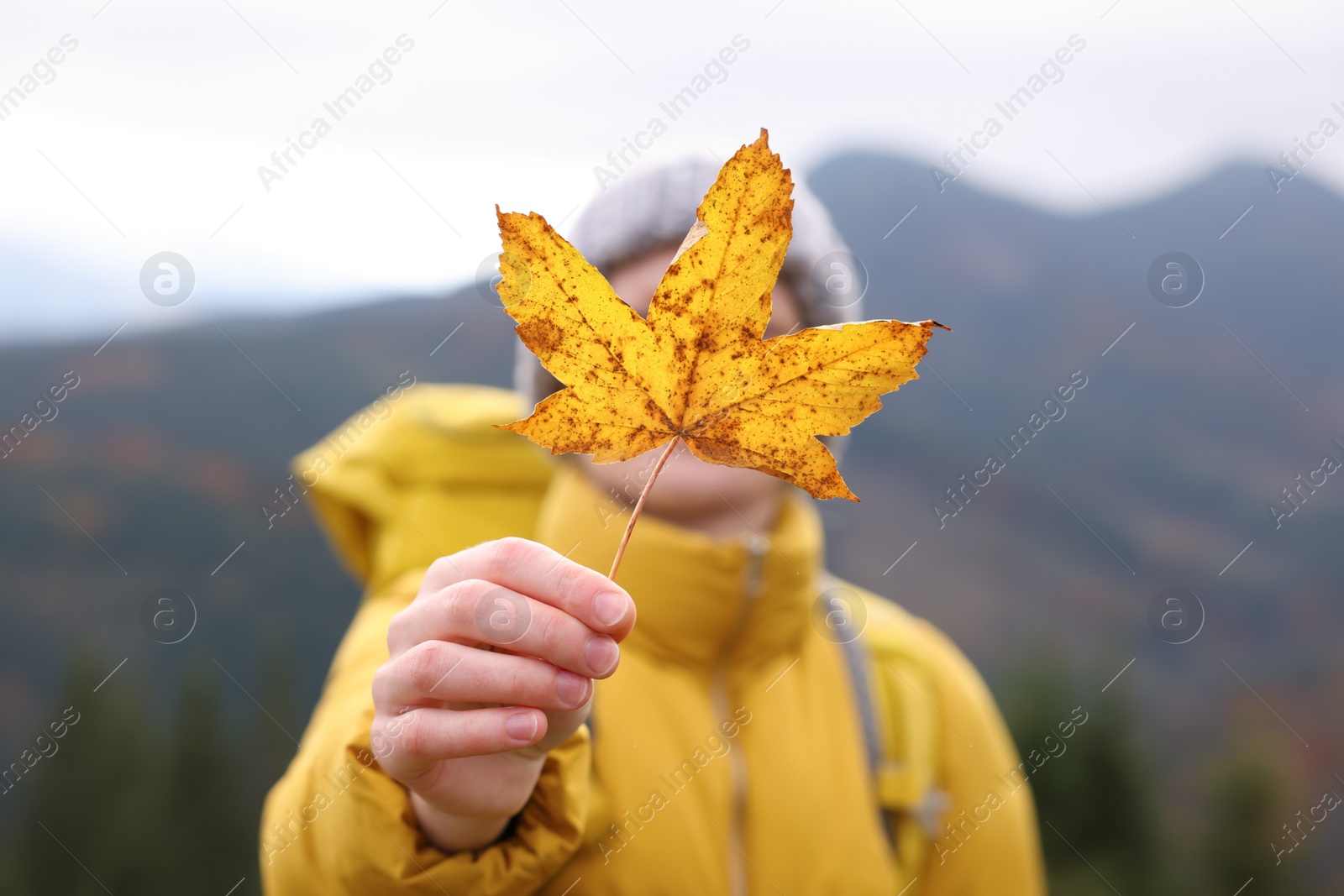 Photo of Woman holding beautiful autumn leaf in mountains, focus on hand