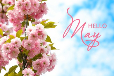 Image of Hello May card. Beautiful blossoming sakura tree against spring sky, closeup