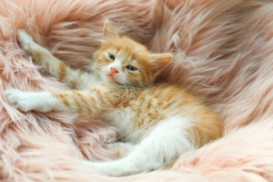 Photo of Cute sleepy red kitten on pink furry blanket