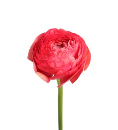 Beautiful fresh ranunculus flower isolated on white