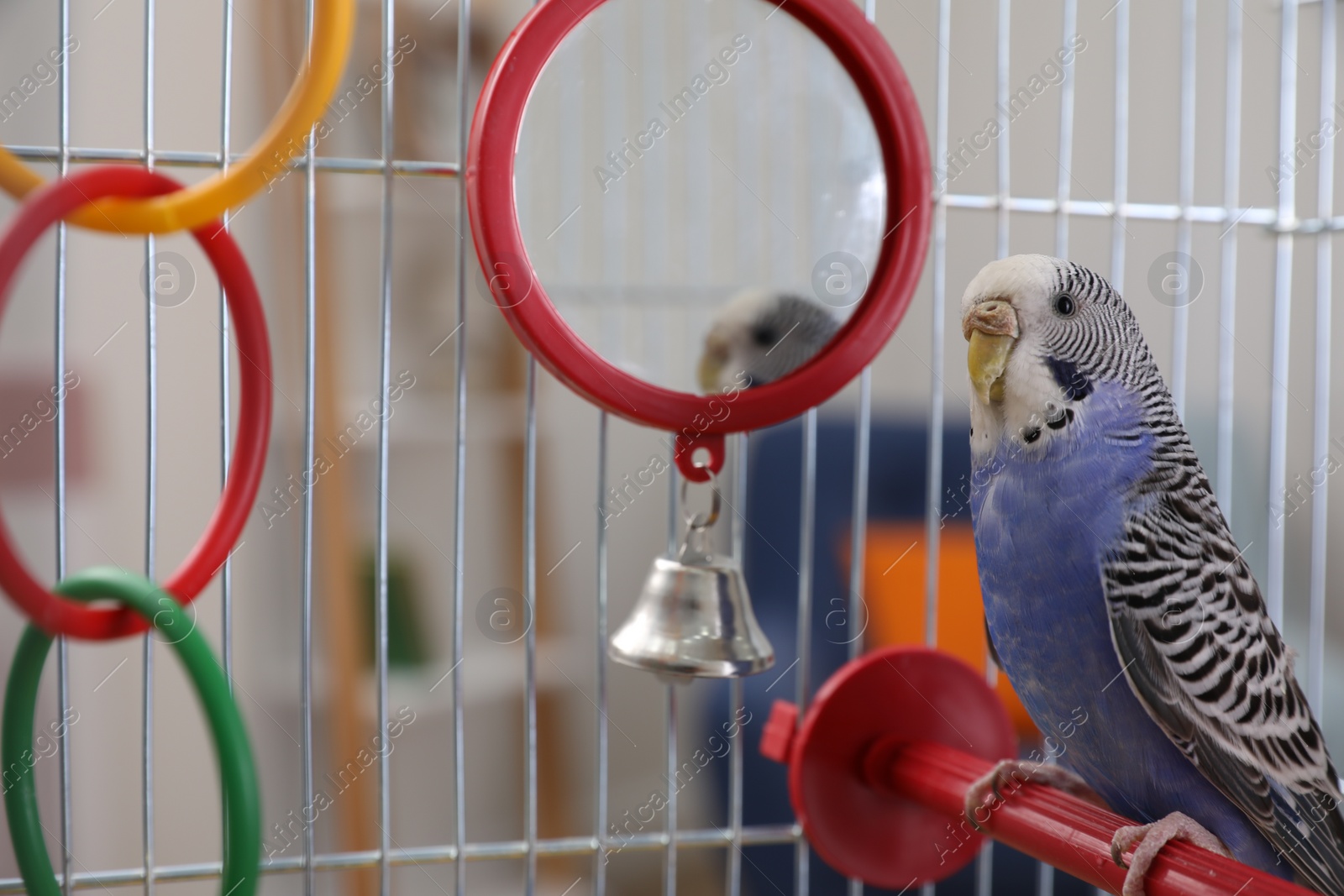 Photo of Beautiful light blue parrot in cage indoors. Cute pet