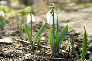 Photo of Beautiful blooming snowdrops in garden. First flowers