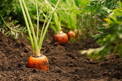 Ripe carrots growing on field. Organic farming