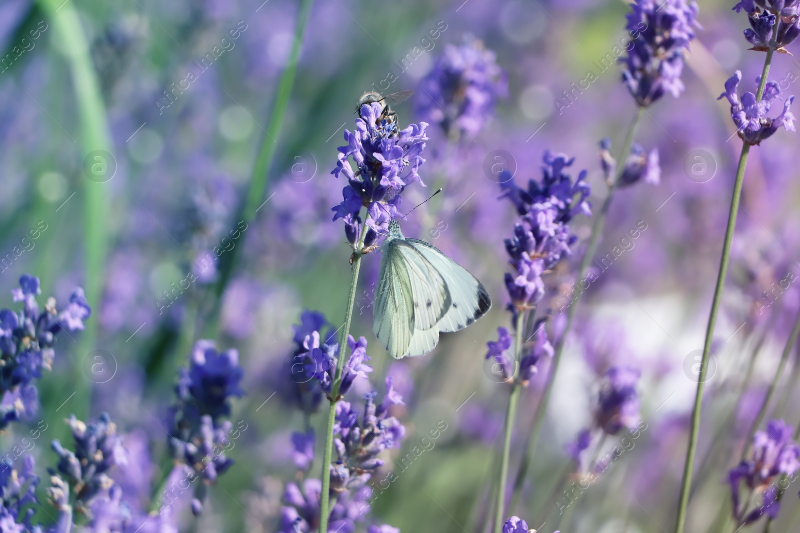 Photo of Beautiful butterfly in lavender field on summer day, closeup