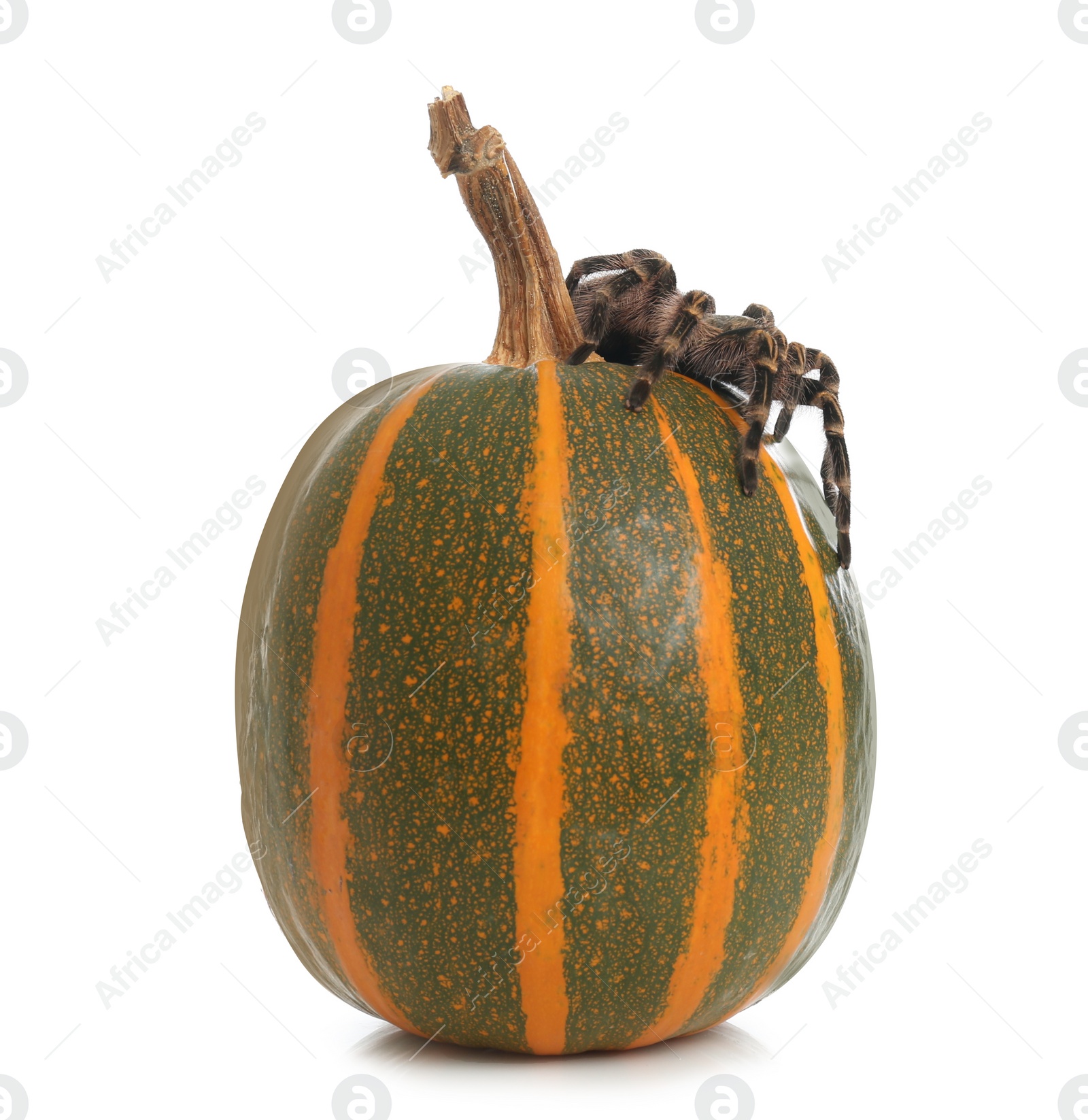 Photo of Striped knee tarantula and pumpkin isolated on white. Halloween celebration