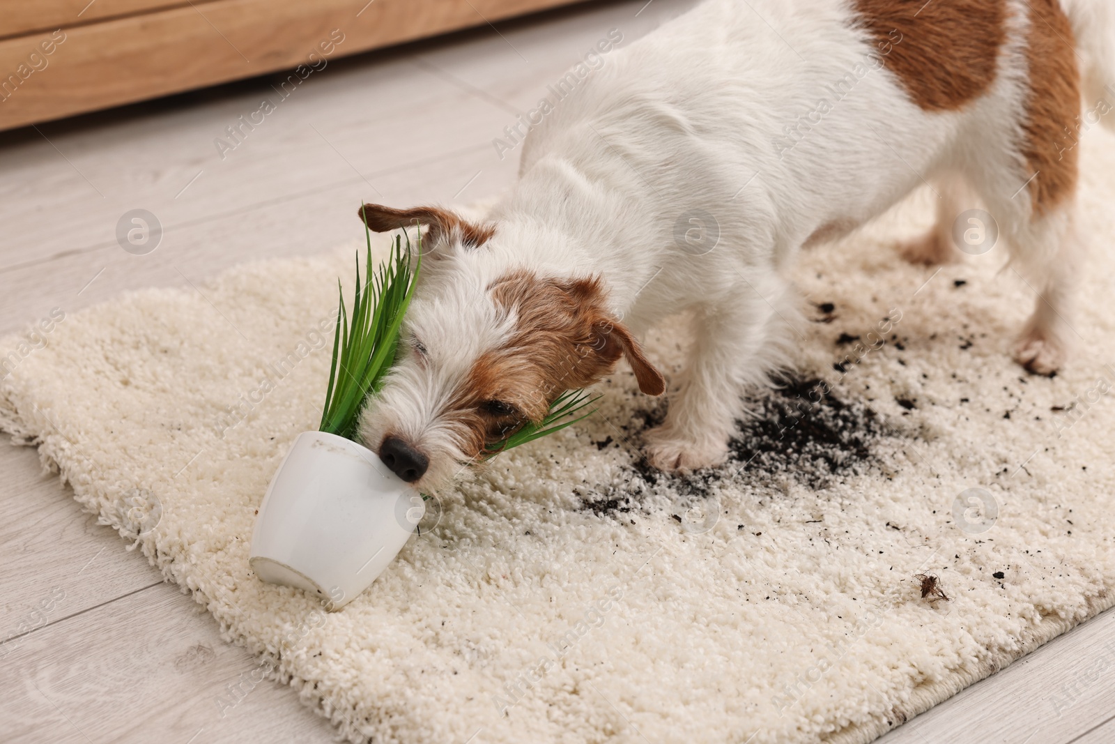 Photo of Cute dog near overturned houseplant on rug indoors