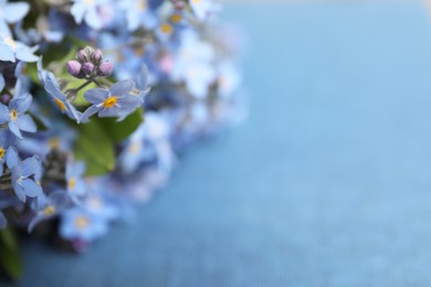 Photo of Beautiful forget-me-not flowers on blue background, closeup. Space for text