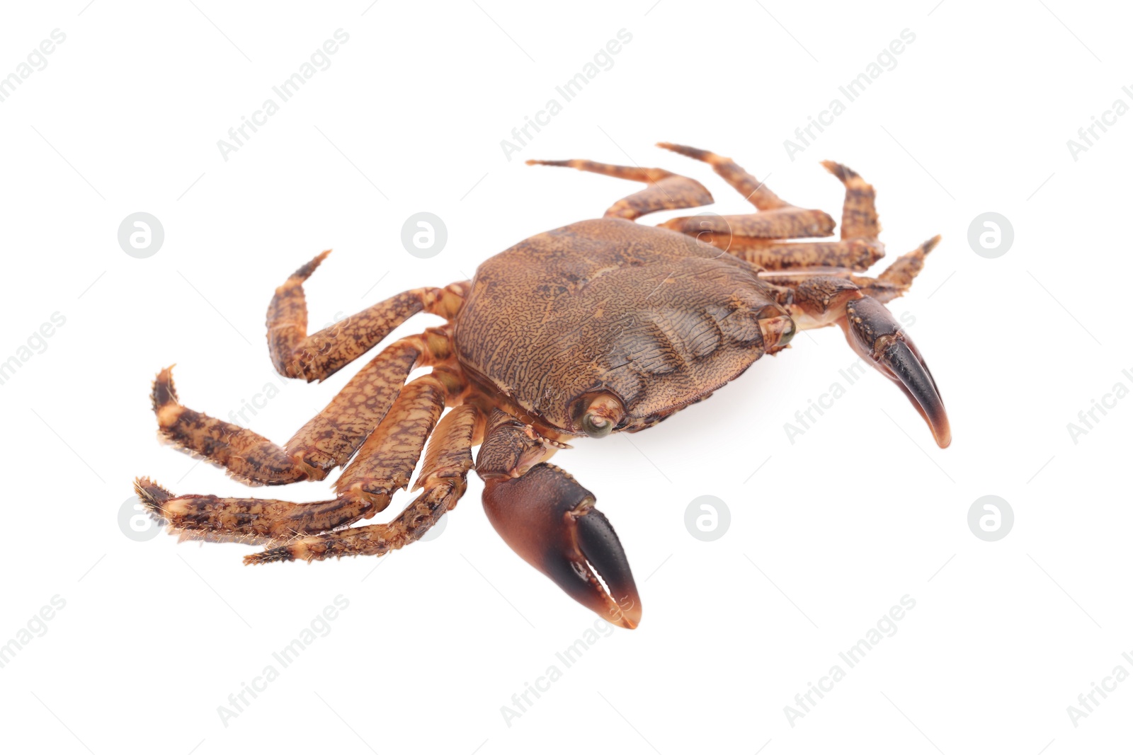 Photo of One fresh raw crab isolated on white