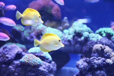 Photo of Different tropical fishes swimming in aquarium water