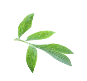 Fresh leaves of peony plant isolated on white