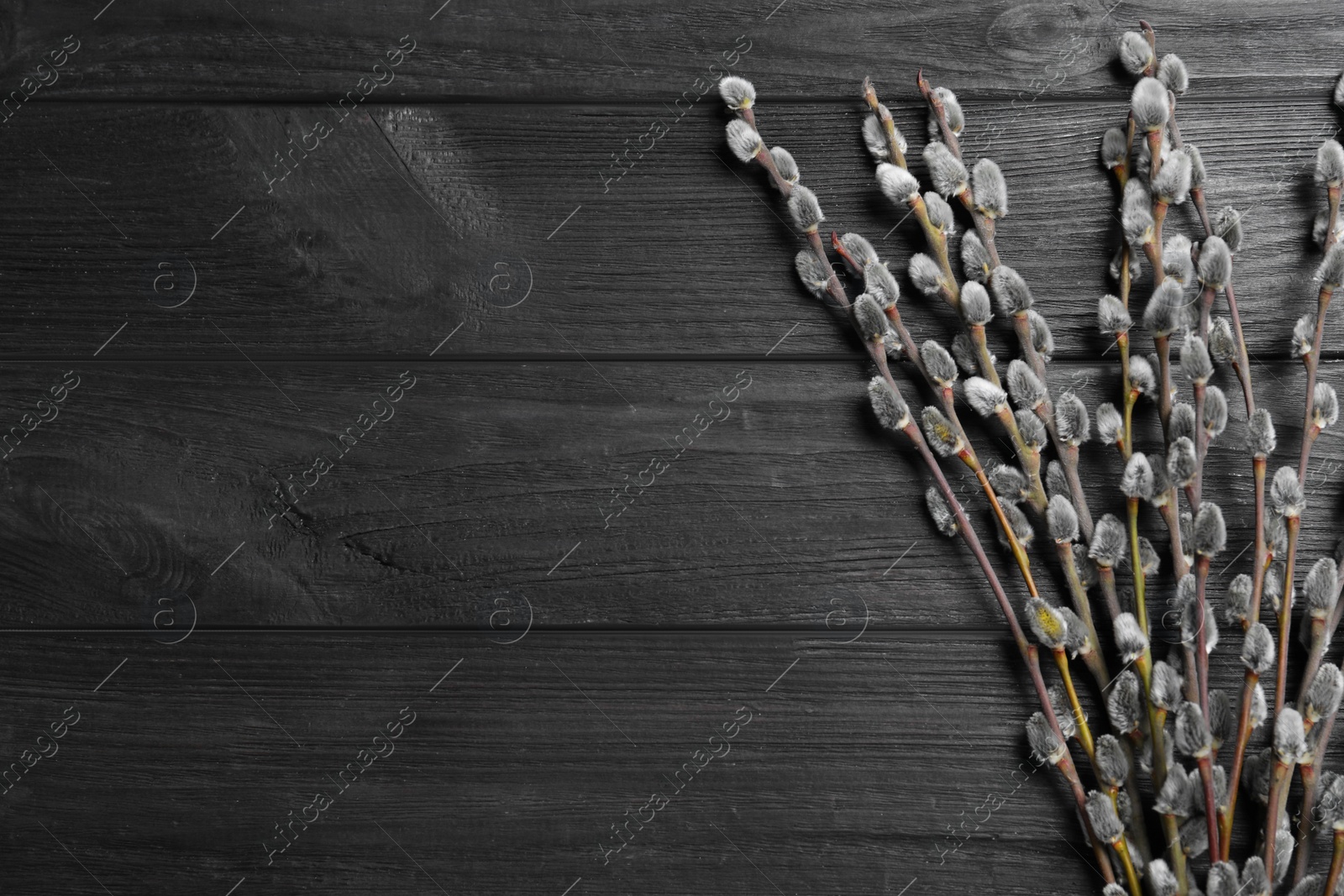 Photo of Beautiful pussy willow branches on black wooden background, flat lay. Space for text