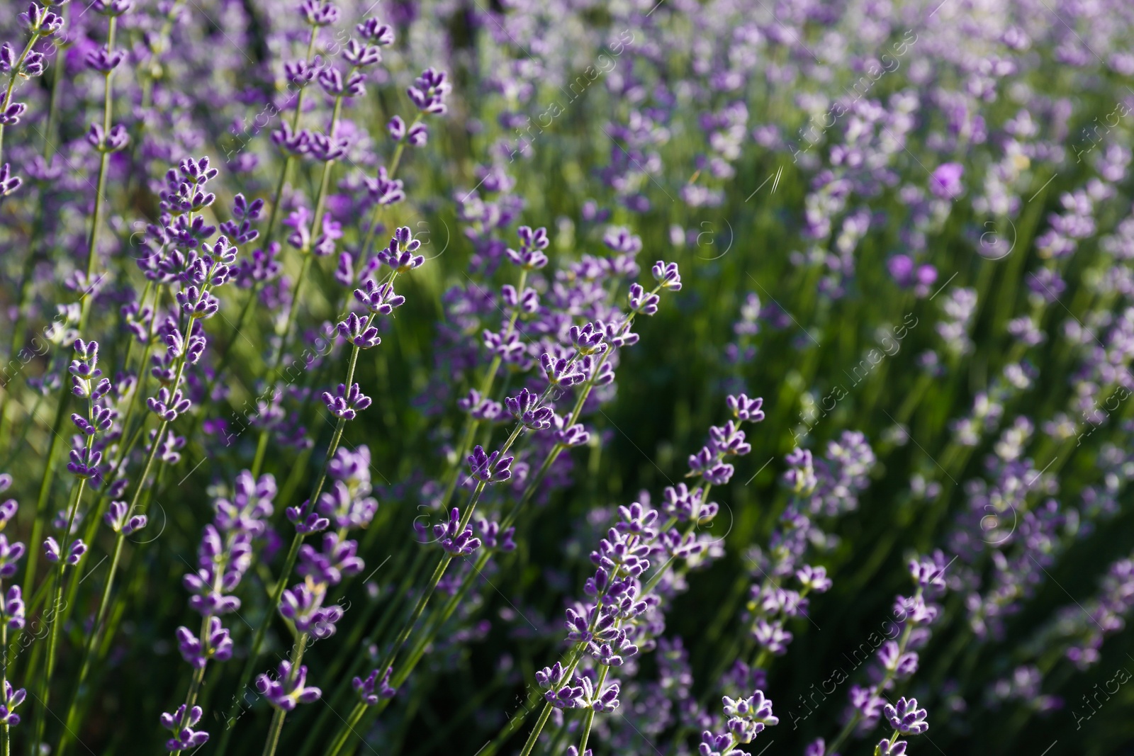 Photo of Beautiful lavender flowers growing in field, closeup