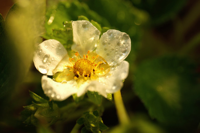 Closeup view of strawberry blossom with water drops on blurred background