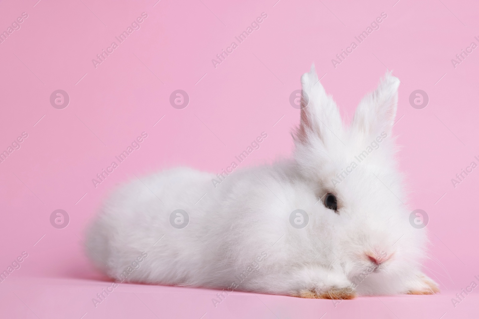 Photo of Fluffy white rabbit on pink background. Cute pet