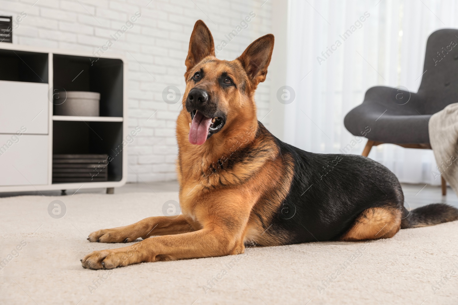 Photo of German shepherd on floor in living room