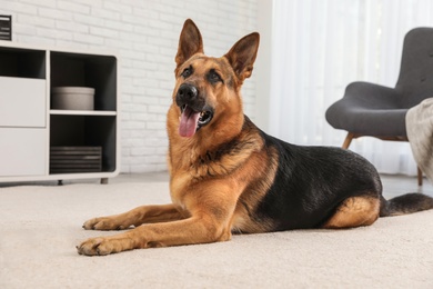 German shepherd on floor in living room