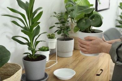 Photo of Woman with beautiful green houseplant indoors, closeup