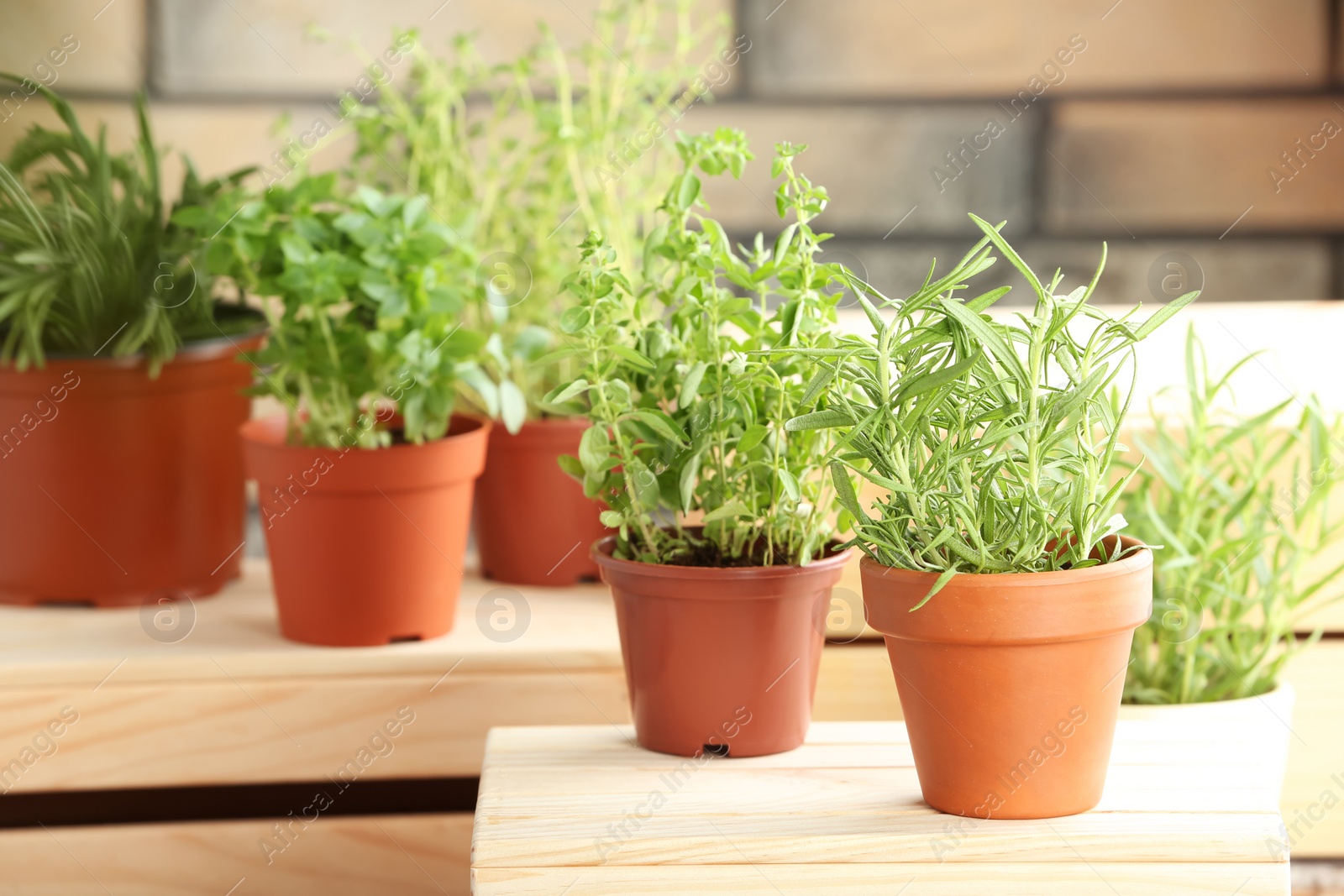 Photo of Pots with fresh rosemary on table against blurred background