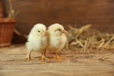 Photo of Cute chicks on wooden table. Baby animals