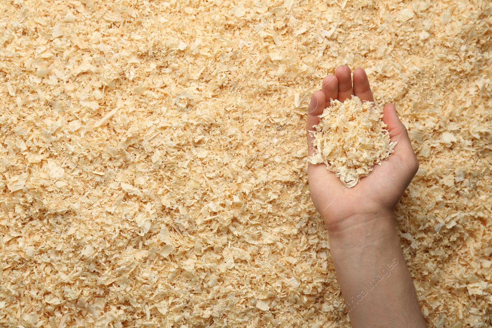 Photo of Woman holding dry natural sawdust, top view