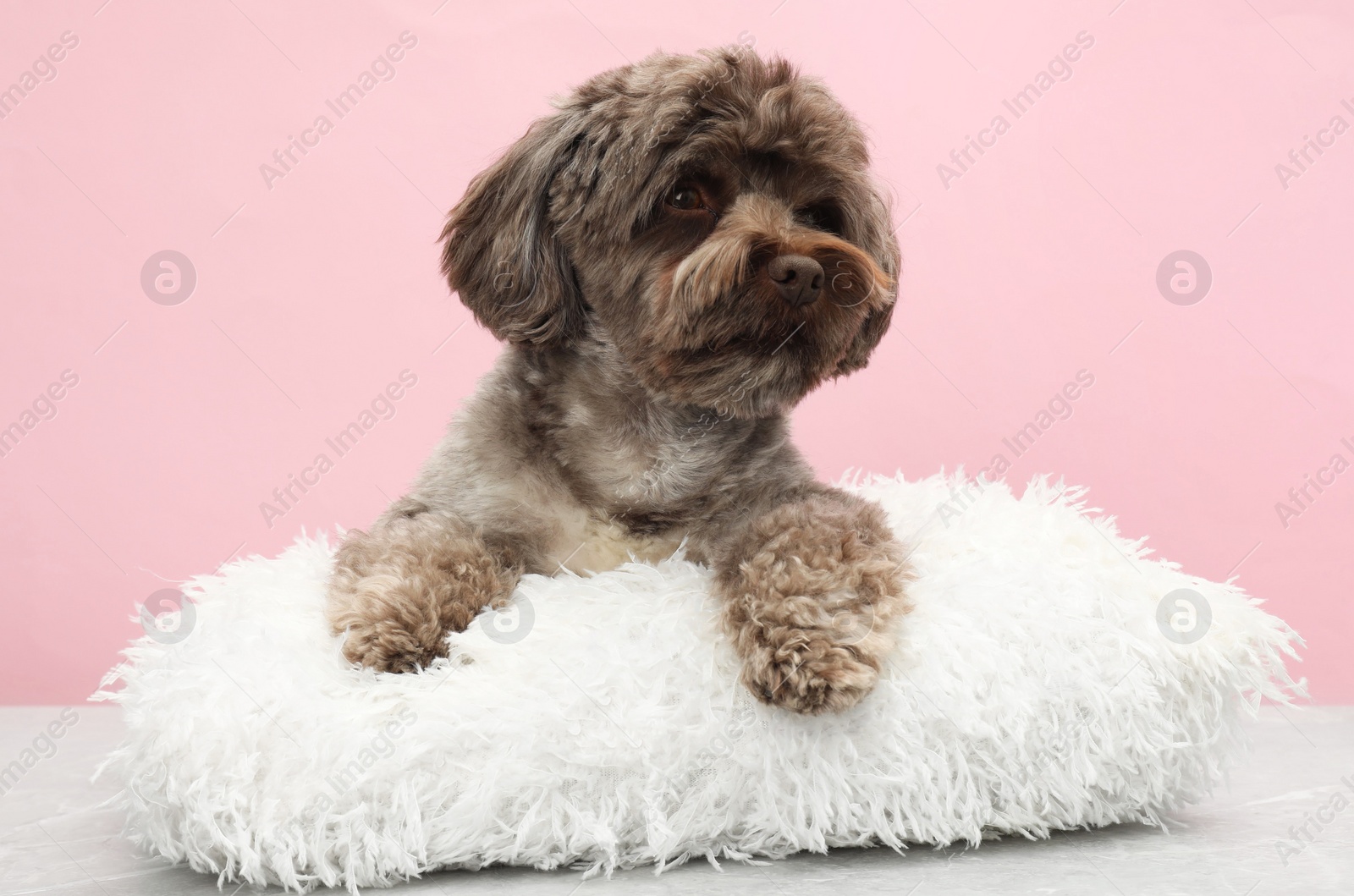 Photo of Cute Maltipoo dog with pillow resting on grey table against pink background. Lovely pet