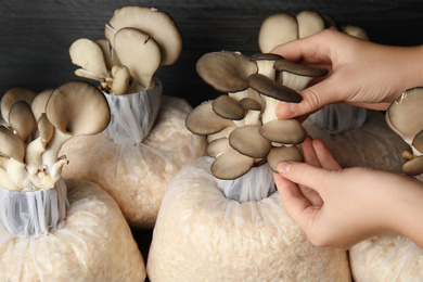 Woman checking quality of oyster mushrooms on wooden background, closeup. Fungi cultivation