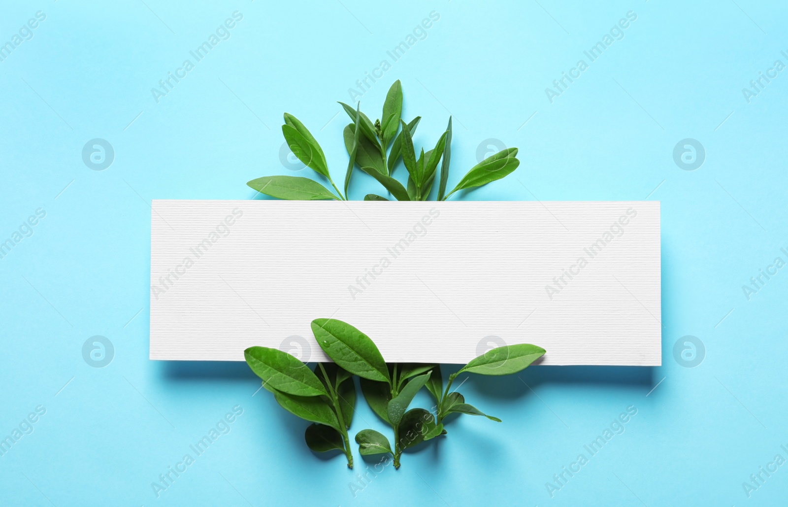 Photo of Blank card with green leaves on color background