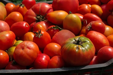 Photo of Closeup view of red ripe tomatoes outdoors on sunny day