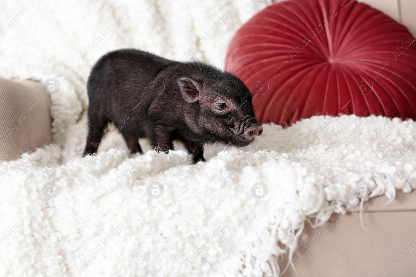 Photo of Adorable black mini pig on sofa at home