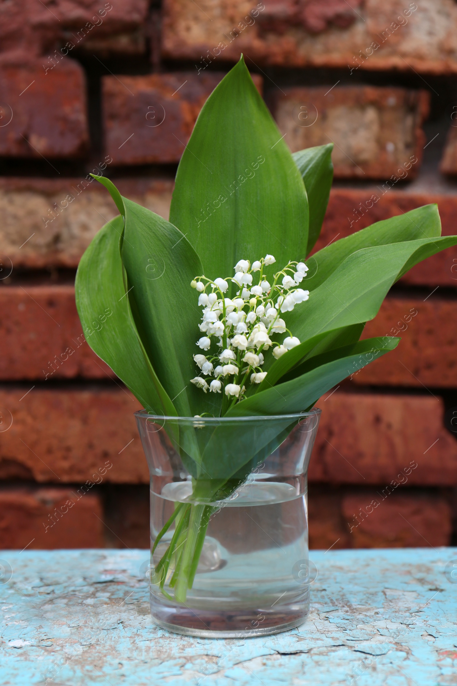 Photo of Beautiful lily of the valley flowers in glass vase on turquoise wooden table near brick wall