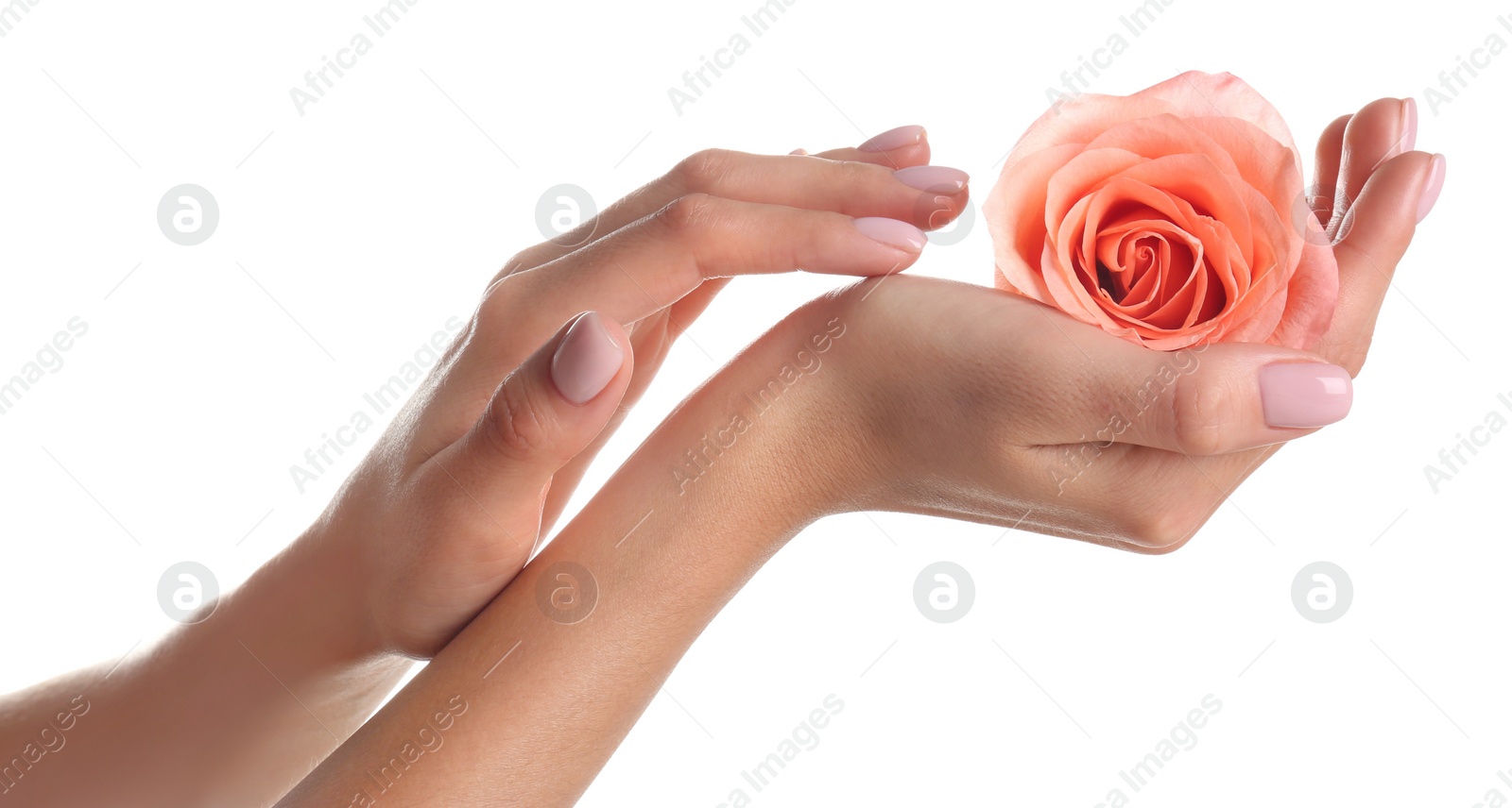 Photo of Woman holding rose on white background, closeup. Spa treatment