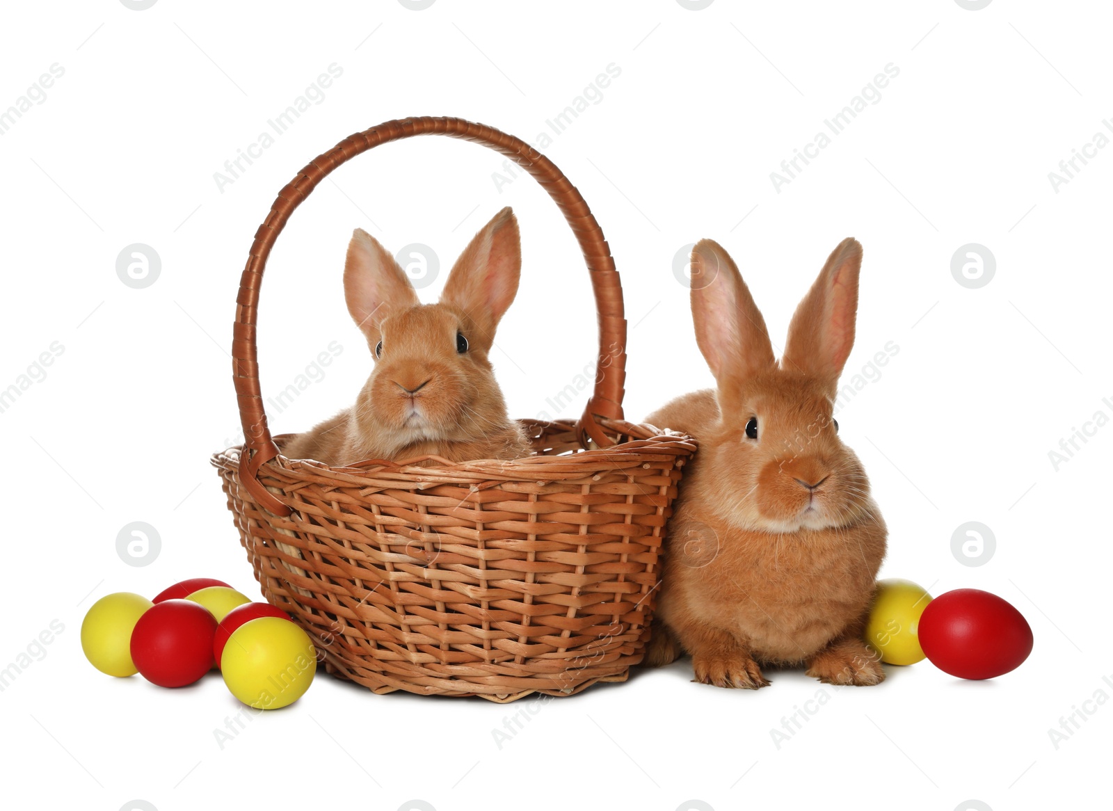 Photo of Adorable furry Easter bunnies and wicker basket with dyed eggs on white background