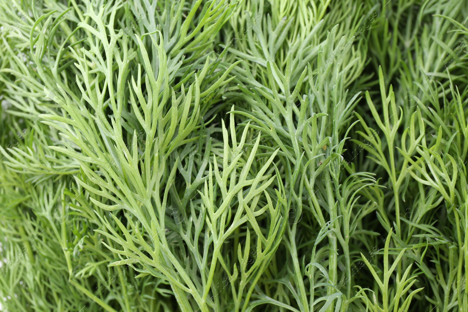 Photo of Sprigs of fresh dill as background, above view