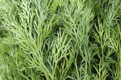 Photo of Sprigs of fresh dill as background, above view