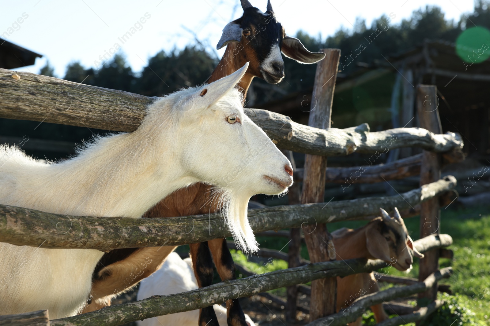 Photo of Cute goats inside of paddock at farm