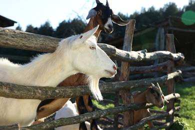 Photo of Cute goats inside of paddock at farm
