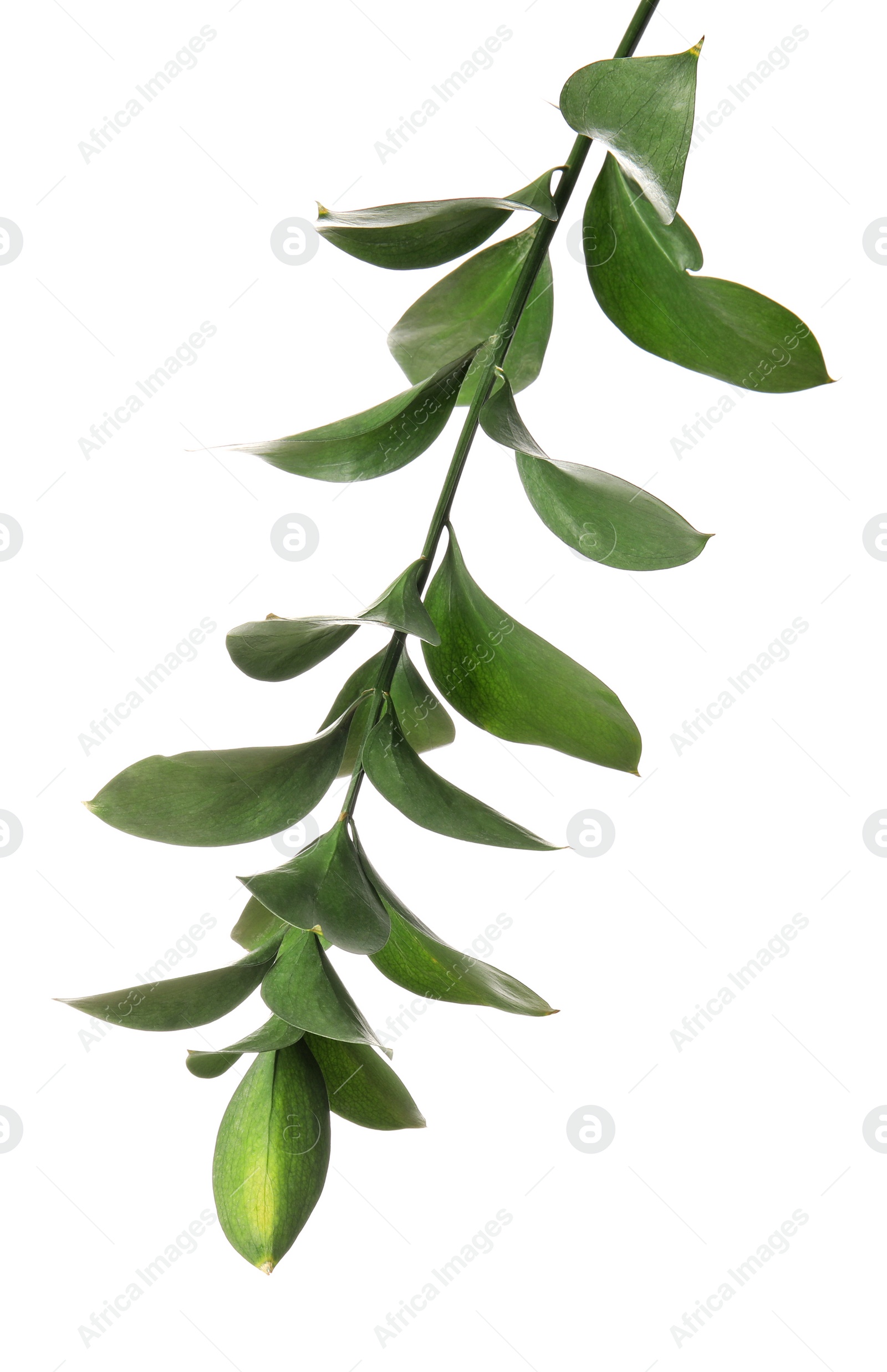 Photo of Ruscus branch with fresh green leaves on white background