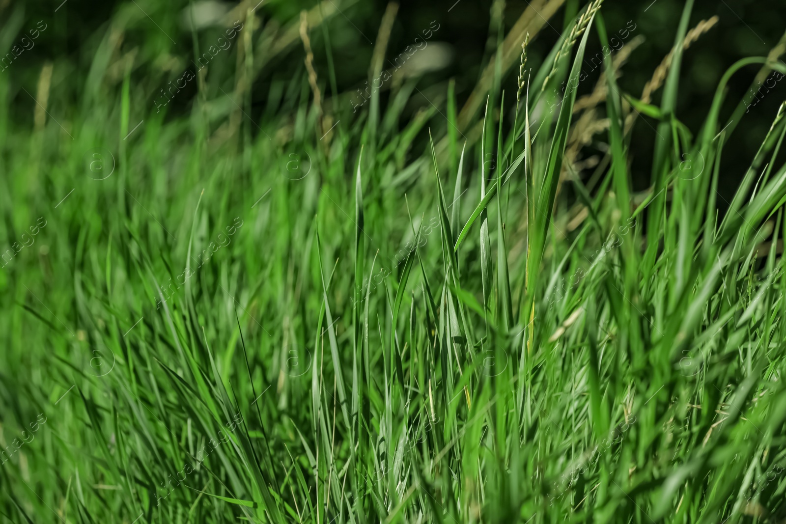 Photo of Beautiful green grass outdoors on sunny day