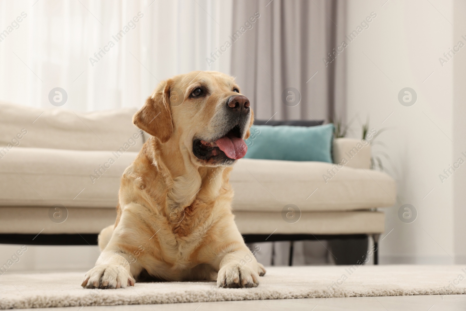 Photo of Cute Labrador Retriever on floor in living room